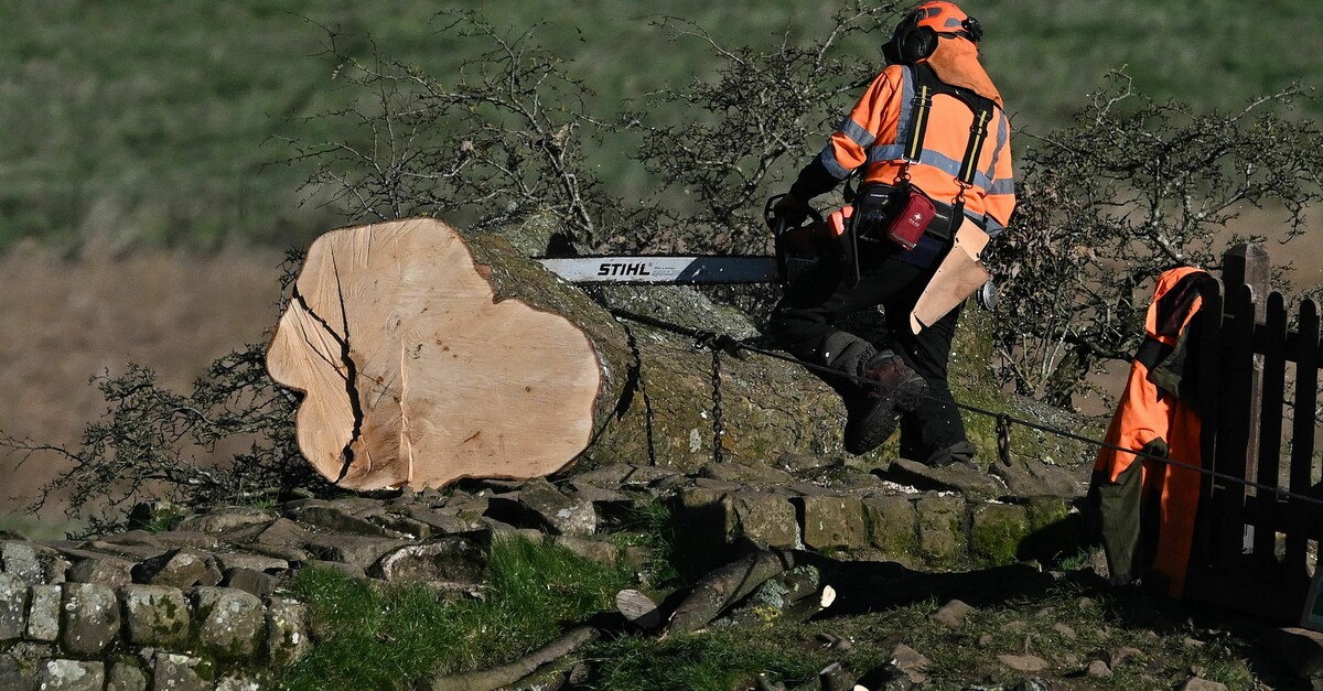 Featured image for Sycamore Gap tree collapse caused damage to Hadrian's Wall, analysis reveals