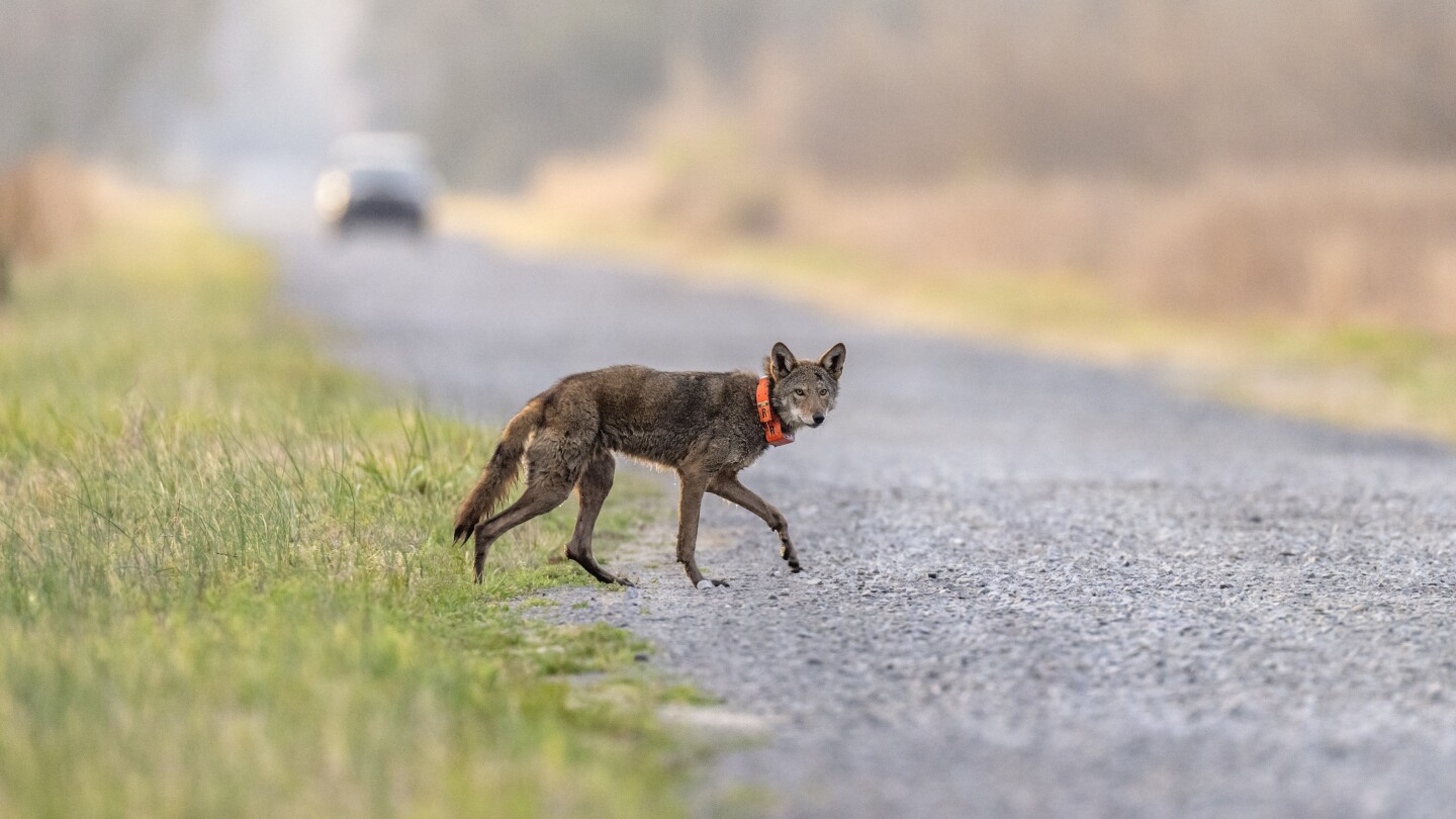 Human Encroachment Threatens Endangered Red Wolves' Survival