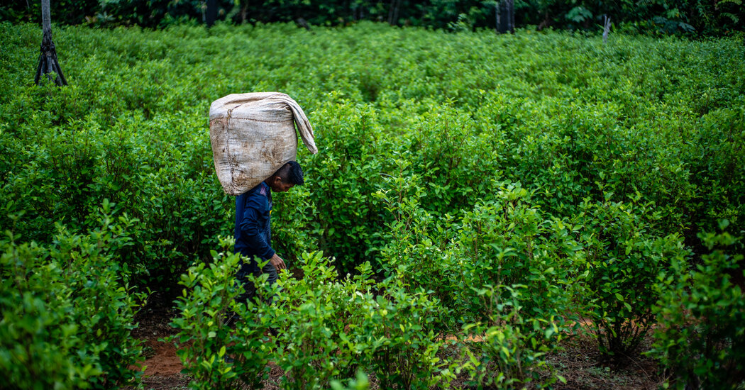 Featured image for Global Cocaine Boom: Rising Use, Trafficking, and Record Highs