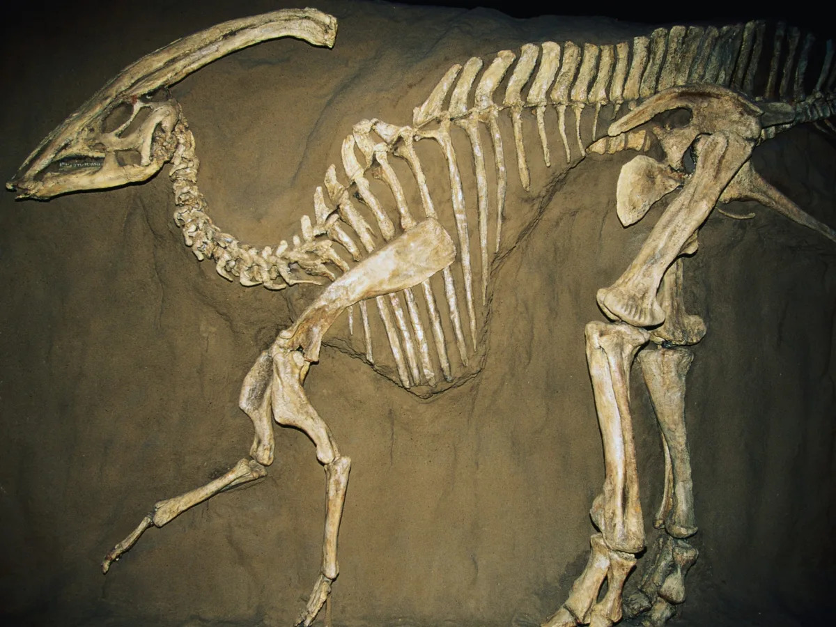 Featured image for "Secret Keeper: Man Hides 70-Million-Year-Old Dinosaur Fossil for 2 Years"