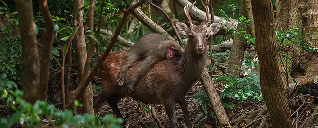 Featured image for Monkey and Deer Unite in Unusual Forest Ride