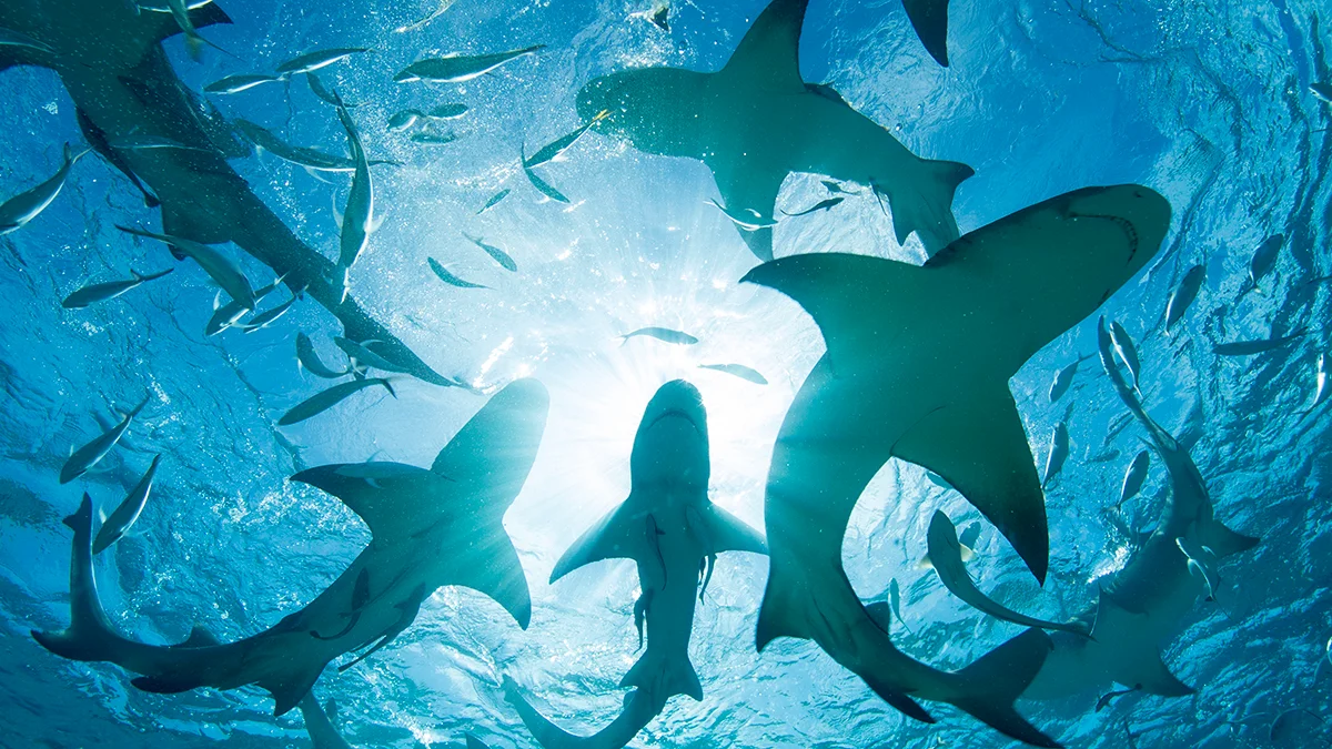 Cocaine and caffeine detected in Bahamas sharks, spotlighting marine pollution