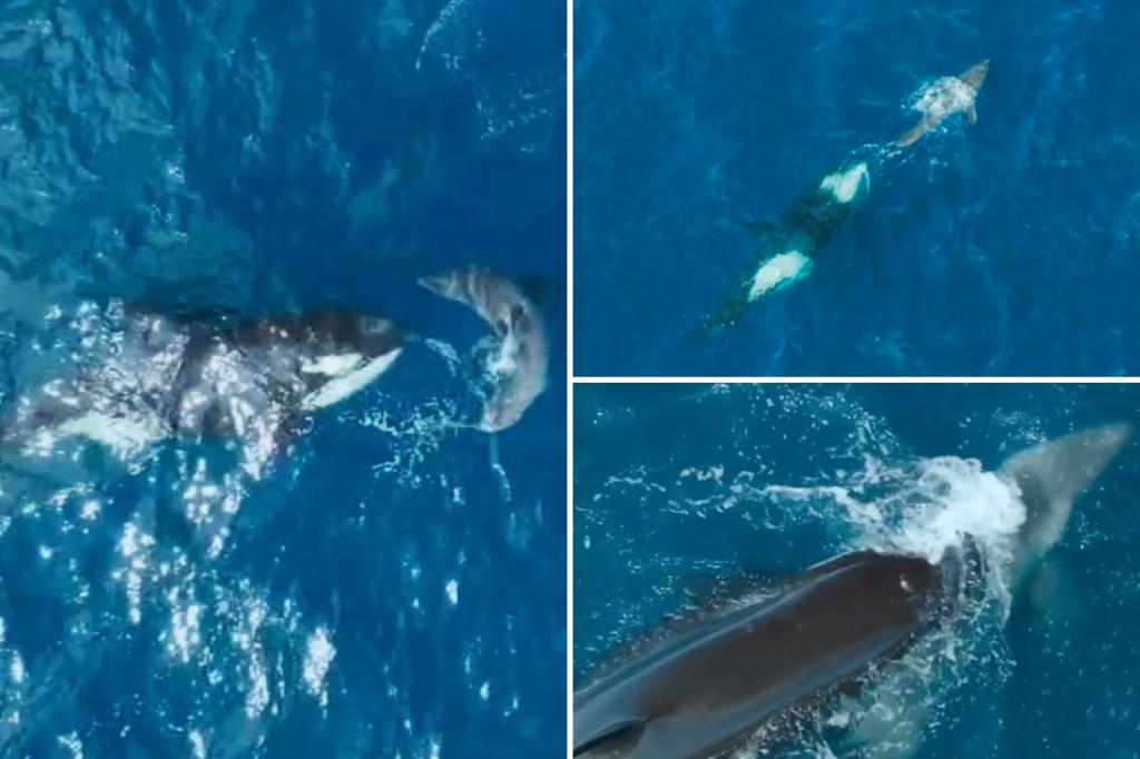 Featured image for "Rare Video: Orca Grandmother Makes Historic Solo Kill of Great White Shark"