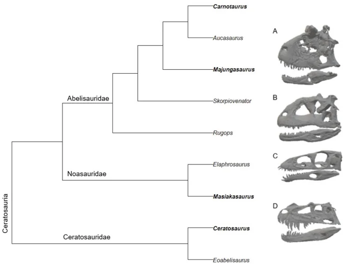 Southern Ceratosaurs Converge on Tyrannosaurid-Style Feeding Mechanics