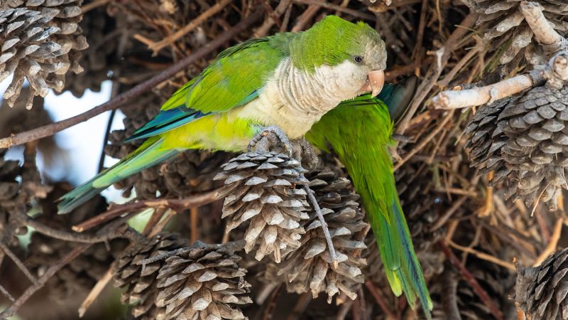 Featured image for "Europe's 'Parrot Fever' Outbreak Claims Five Lives"
