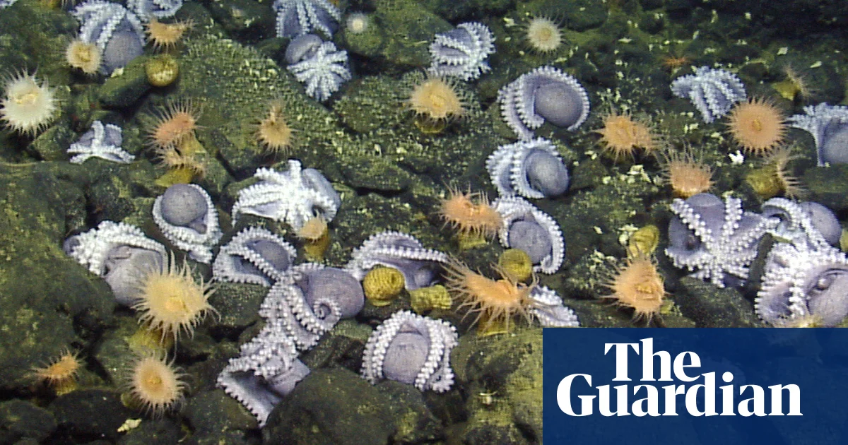 "Deep-sea Discovery: Unraveling the Mystery of the Octopus's Garden"