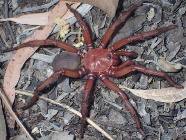 New Endangered Giant Spider Species Discovered in Queensland, Australia