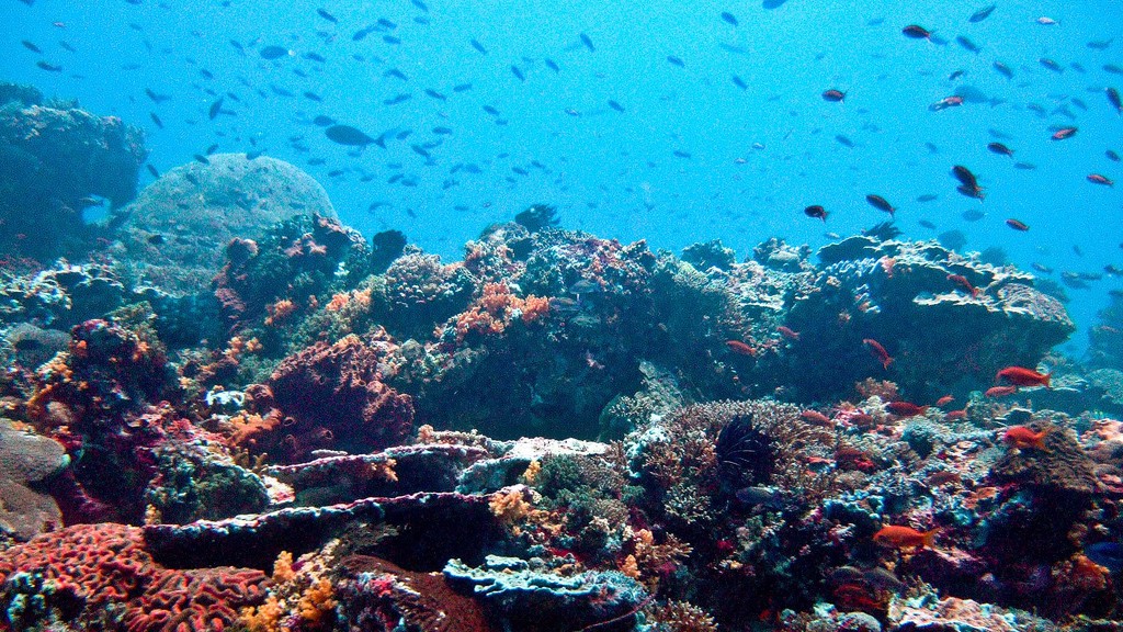 "Unveiling Earth's Vast and Hidden Coral Reefs: A Surprising Discovery"