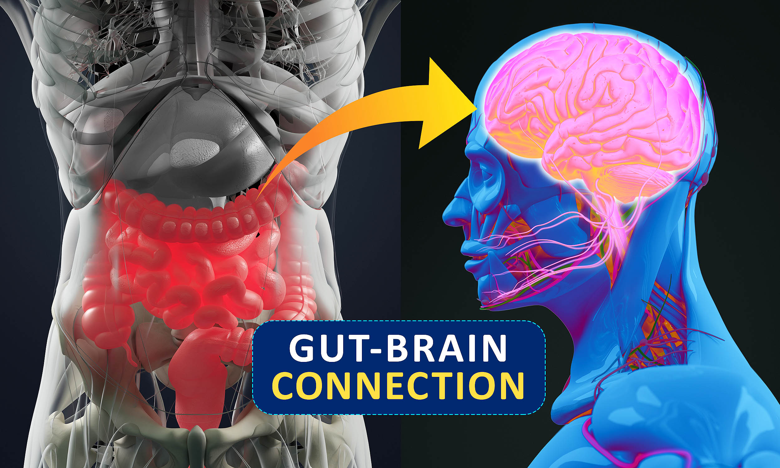 Featured image for Gut-Targeted Antidepressants: A New Frontier in Mental Health Treatment