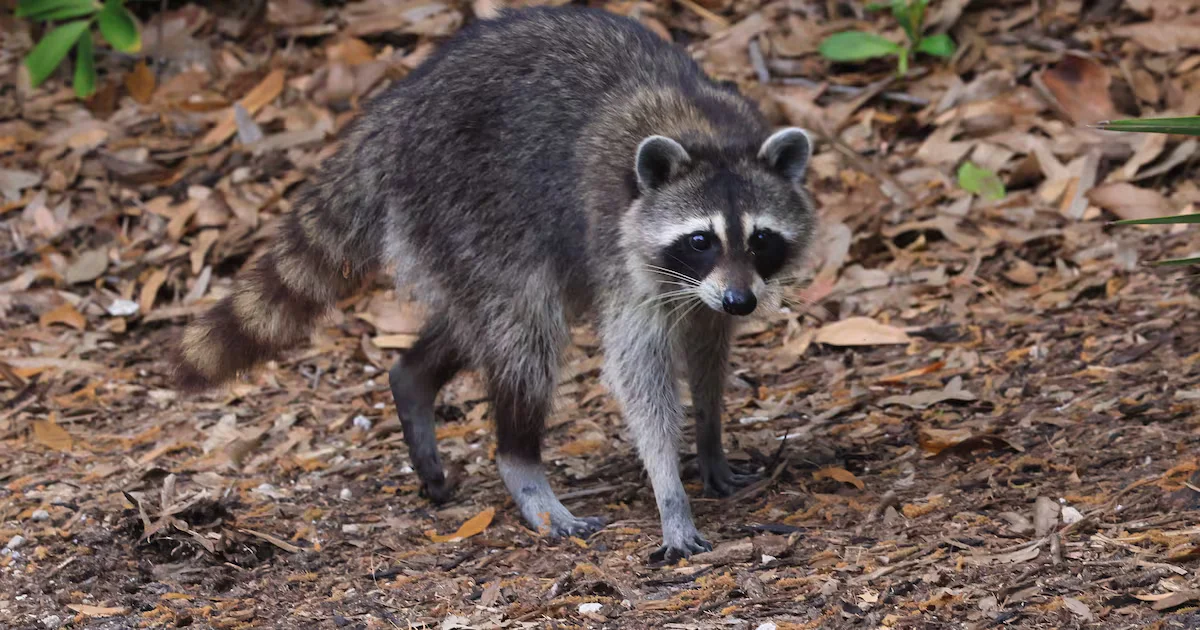 Georgia Man Rescued Injured Raccoon, Gets Rabies Bite in the Process