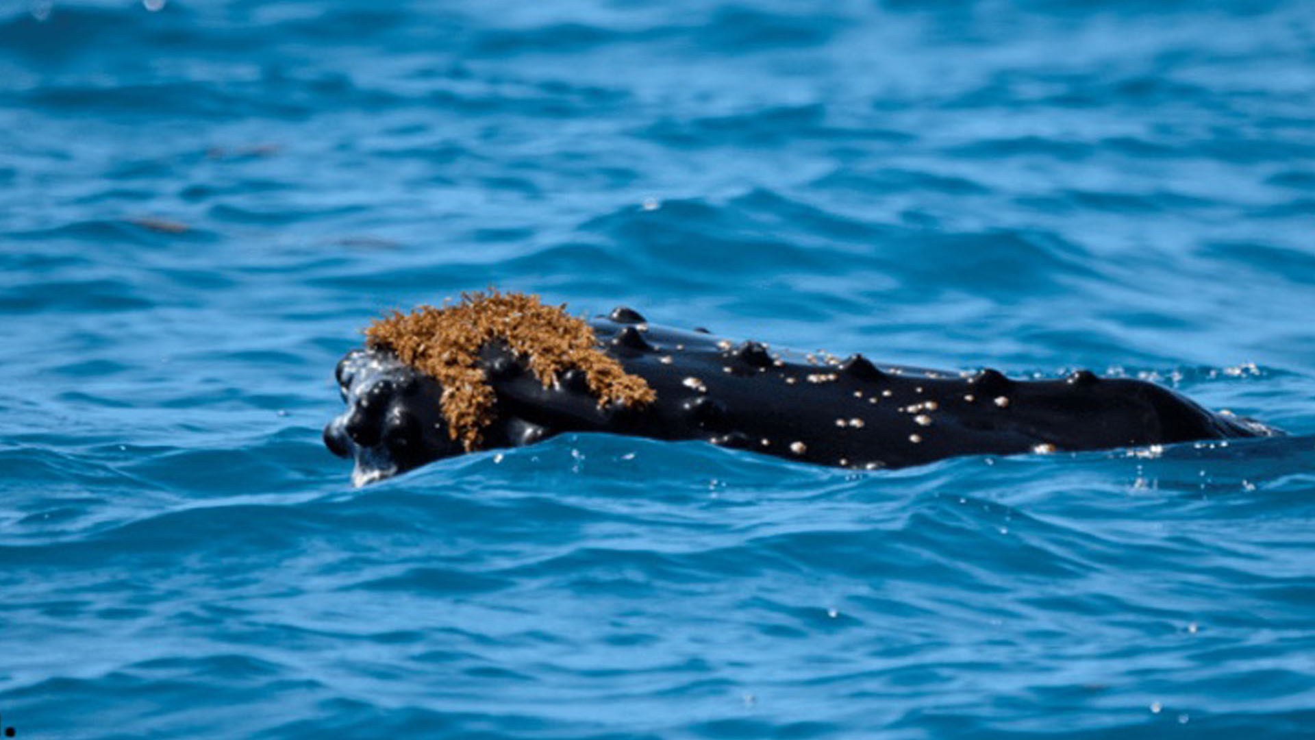 Featured image for The Mystery of Whales' Seaweed Hats Unveiled as Over 100 Creatures Join the Trend