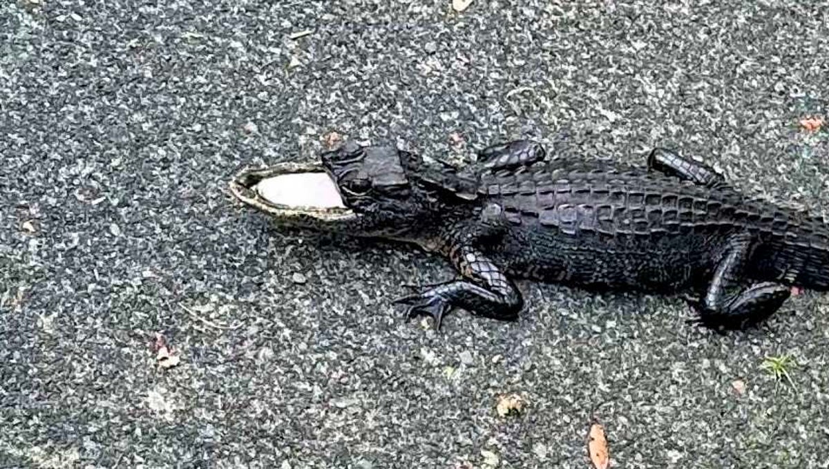 Rescued: Florida's Famous Alligator with Missing Top Jaw