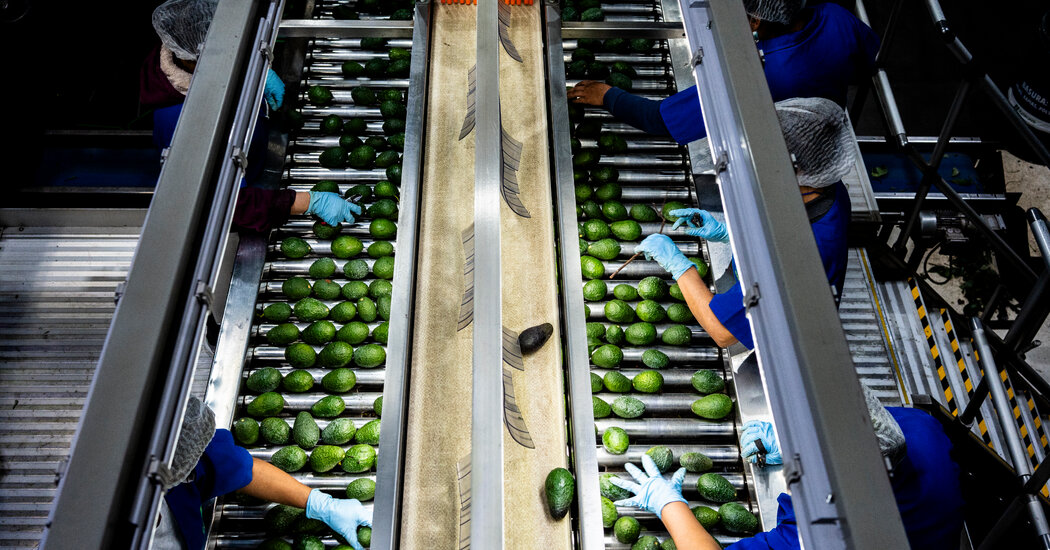The Dark Side of America's Avocado Obsession: Devastating Mexico's Forests
