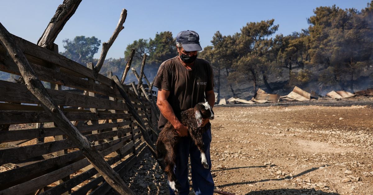 Devastating Evros wildfire wipes out goat breeder's livelihood