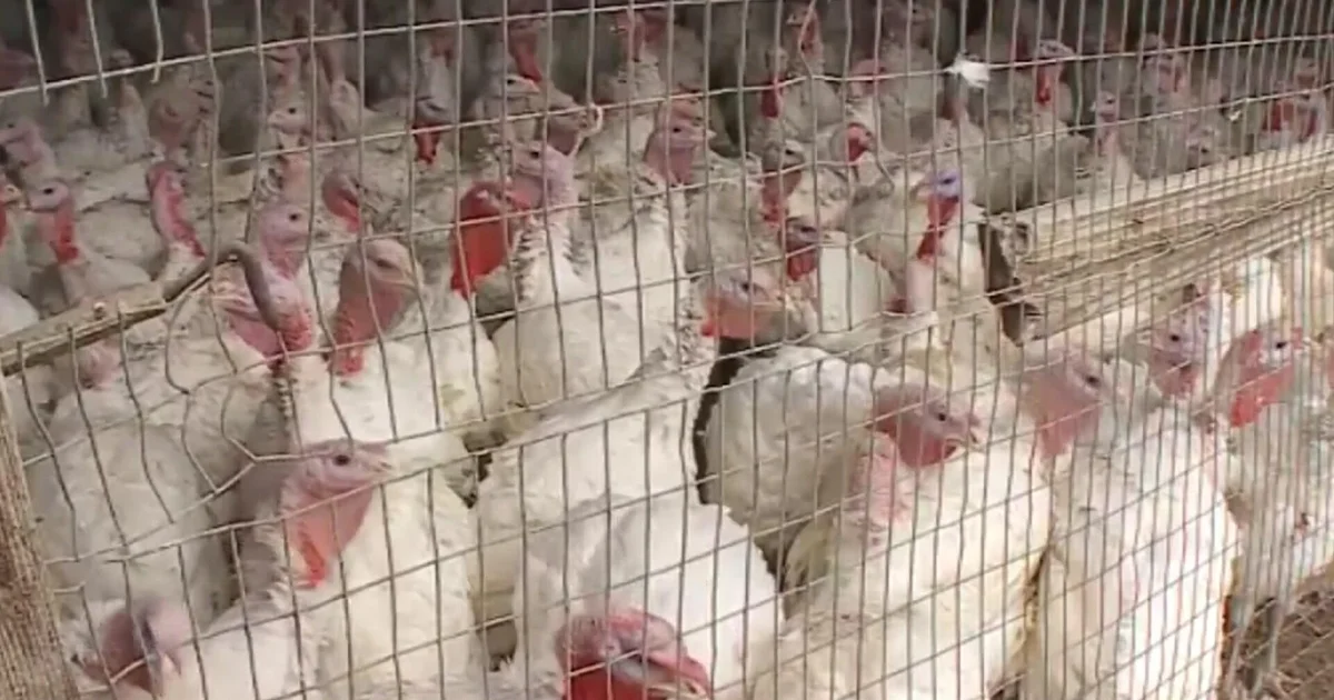 Featured image for Bird Flu Surge Raises Concerns for Thanksgiving Poultry Supply and Prices