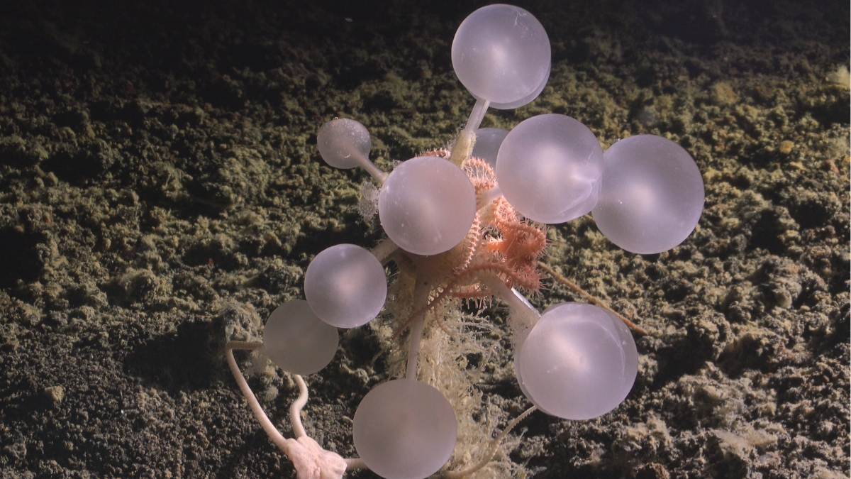 Featured image for New Deep-Sea 'Death-Ball' Sponge Hunts and Devours Prey with Tiny Hooks