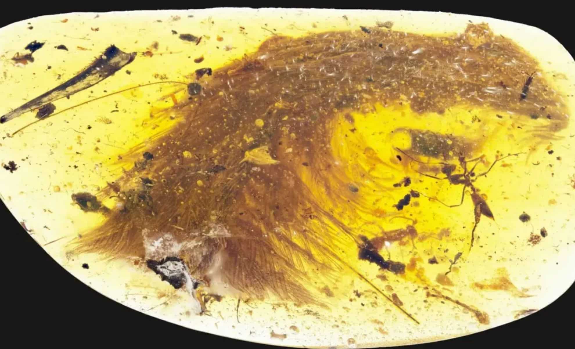 Featured image for Ancient Dinosaur Tail Found Preserved in Myanmar Amber