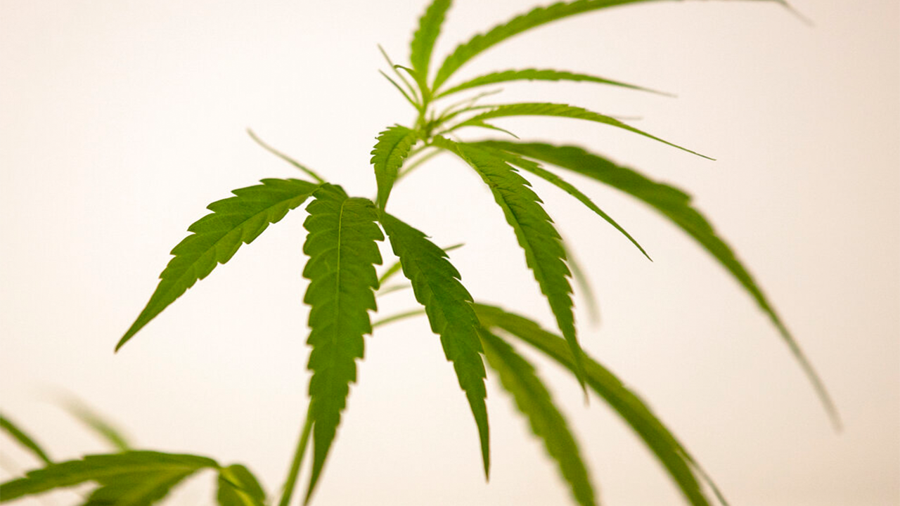 Featured image for Georgia opens medical marijuana dispensaries for improved quality of life.