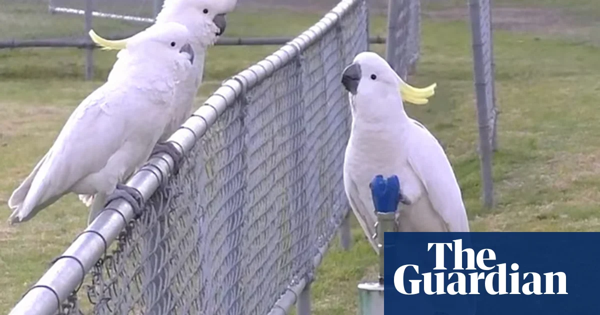 Featured image for Clever Cockatoos Master Water Fountain Drinking in Sydney