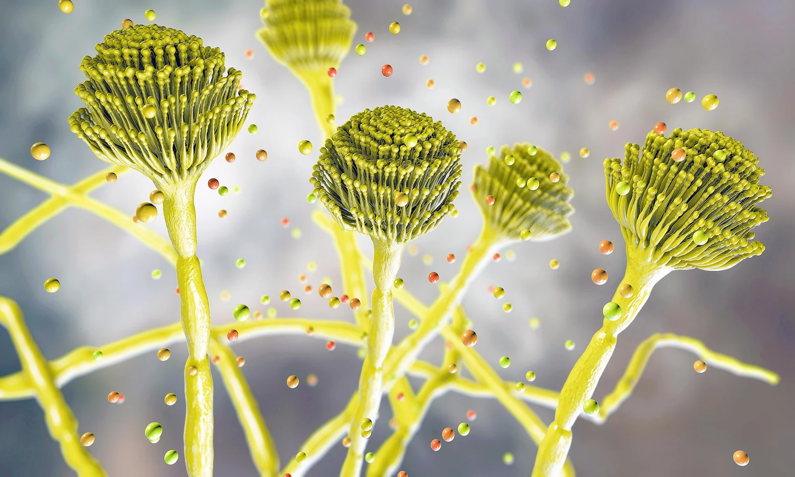 Climate Change Could Spread Deadly Aspergillus Fungus Worldwide