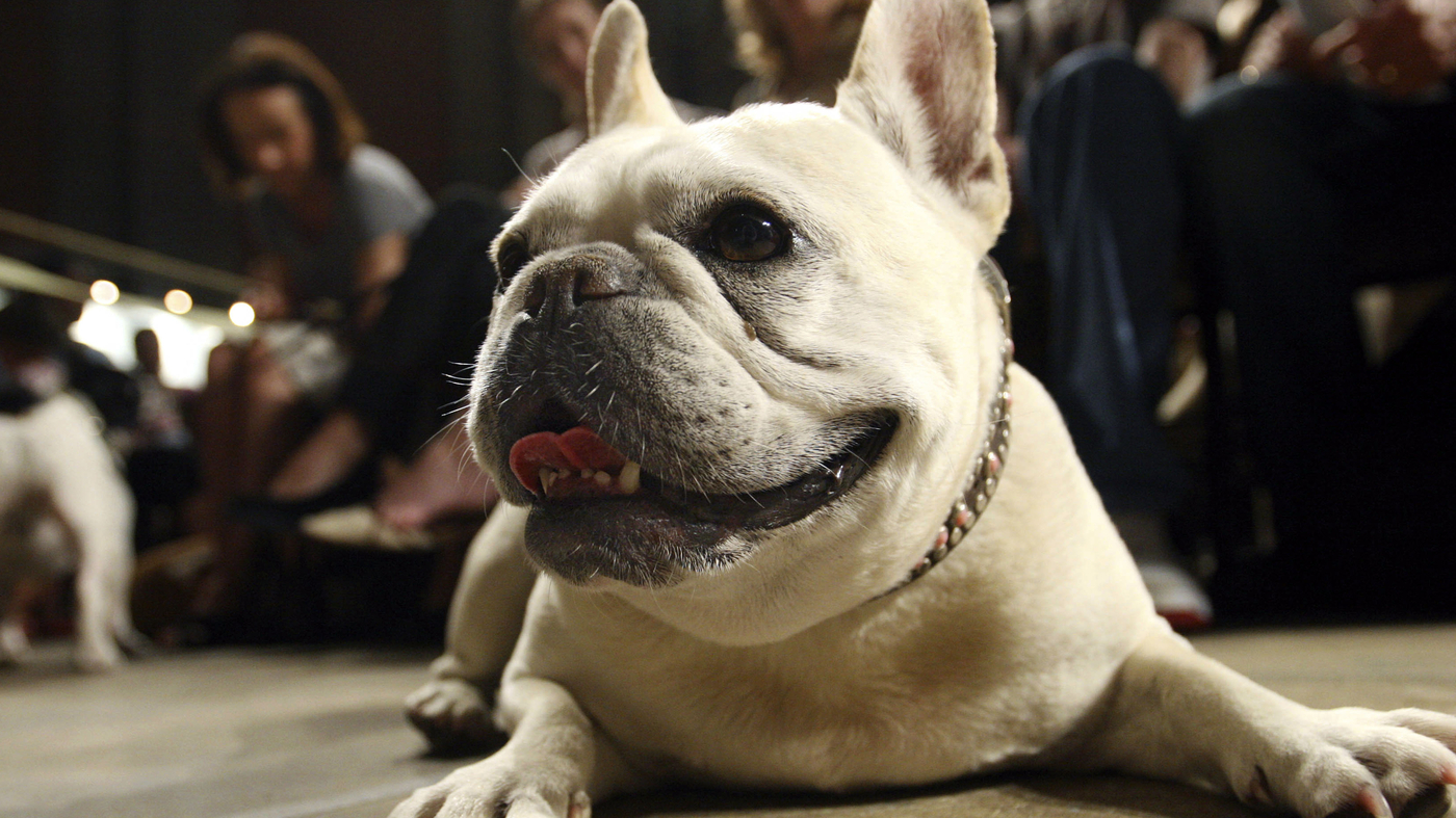 Featured image for French Bulldog Takes Over as America's Favorite Purebred Dog Breed.