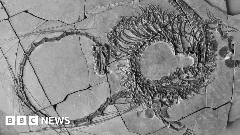 "240-Million-Year-Old 'Chinese Dragon' Fossil Unveiled by Scientists"