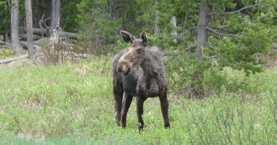Featured image for "Adenovirus Hemorrhagic Disease Linked to Moose Deaths in Upper Snake Region"