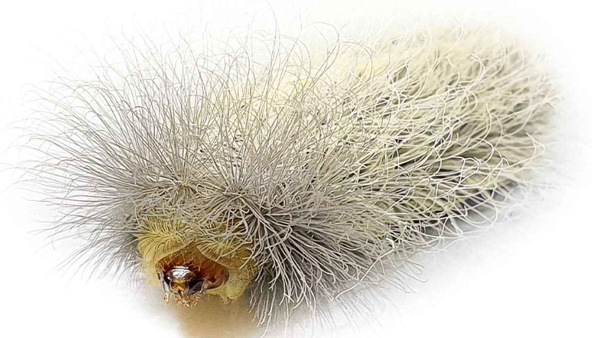 "Caterpillar Venom's Ancient Link to Bacterial Ancestors Revealed"
