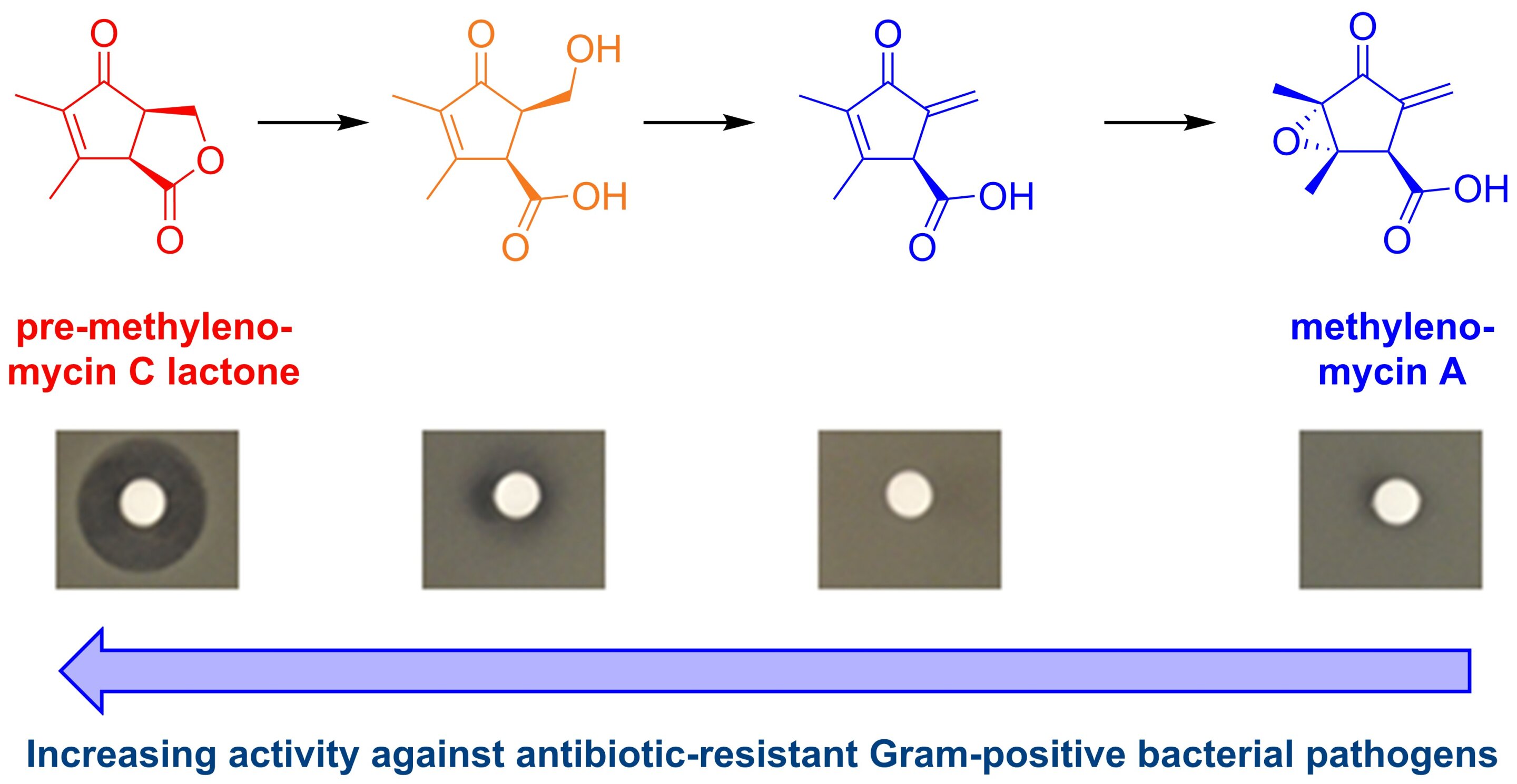 Featured image for Chemists Find Hidden Antibiotic for Drug-Resistant Bacteria