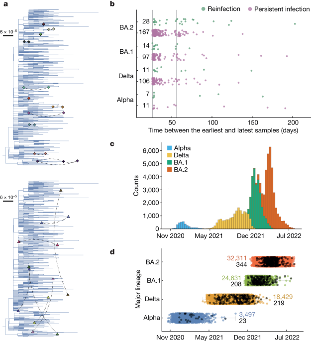 "Link Between Anti-Viral Protein and Persistent SARS-CoV-2 Infections Uncovered"