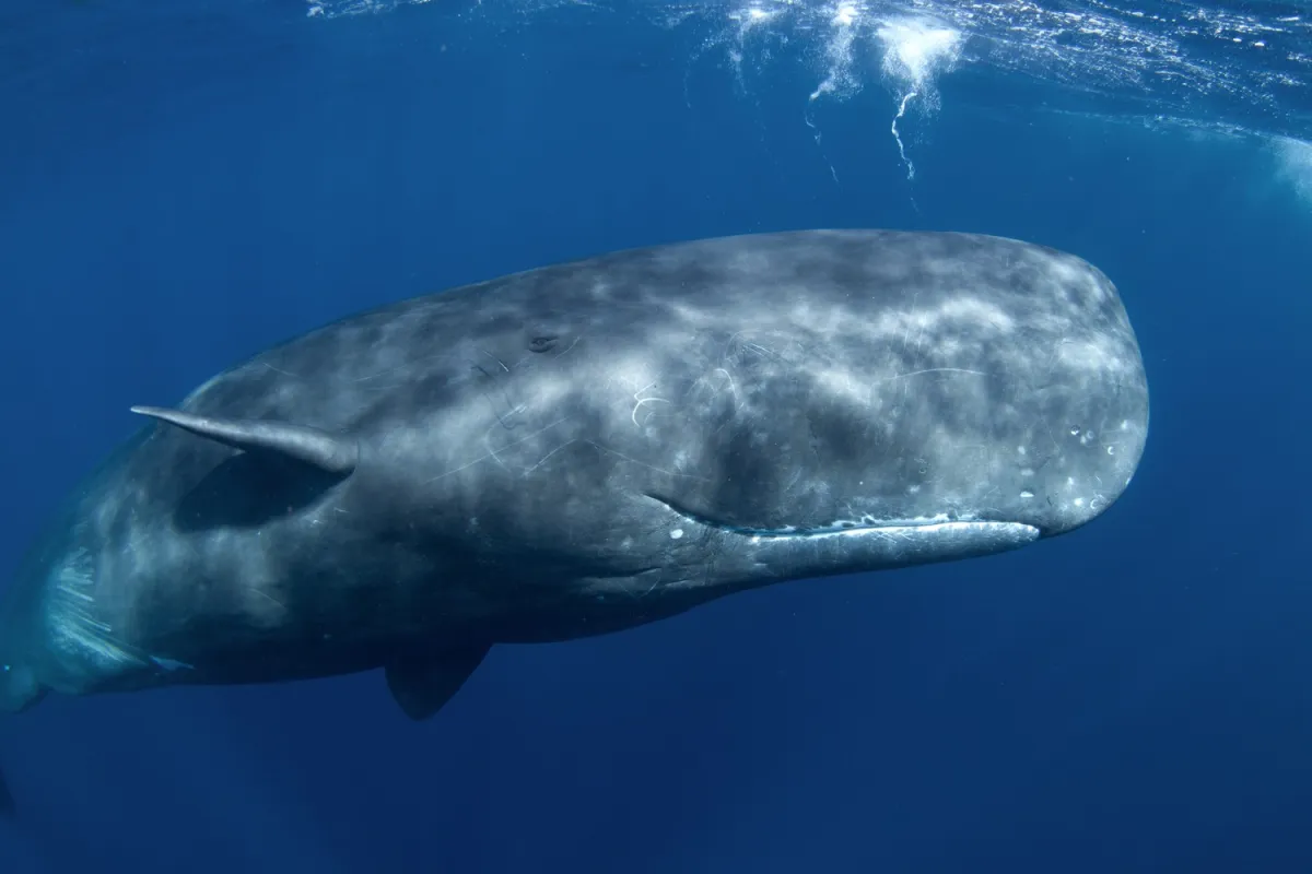 Featured image for Cracking the Code: Scientists Make Groundbreaking Progress in Decoding Whale Language