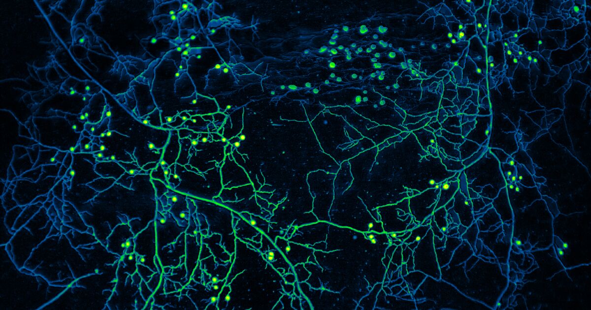 Featured image for "Fungal Warriors: Underground Allies Combat Global Warming"