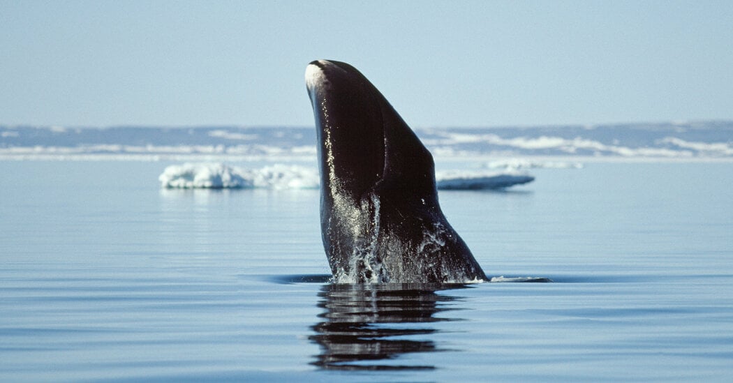 Featured image for Bowhead Whales' Secrets to Longevity and Aging