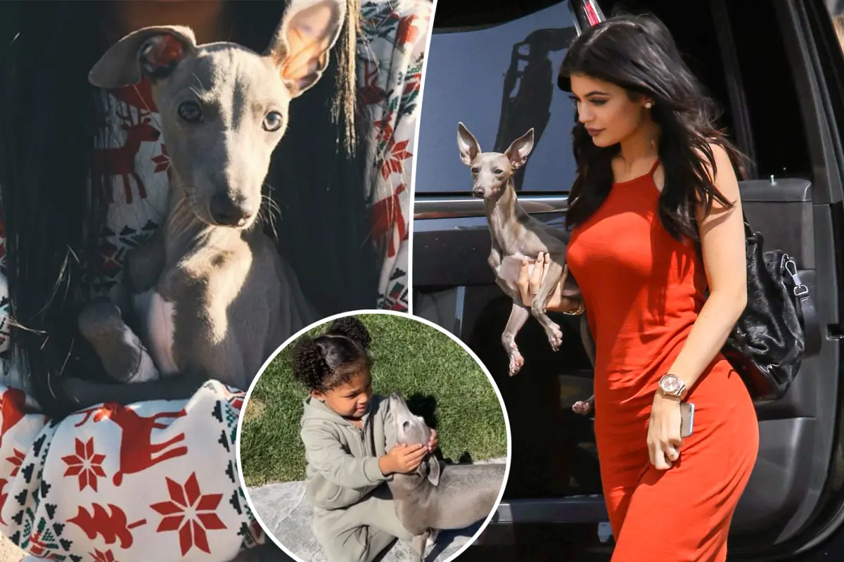 Featured image for Kylie Jenner Mourns the Loss of Her Beloved Dog Norman