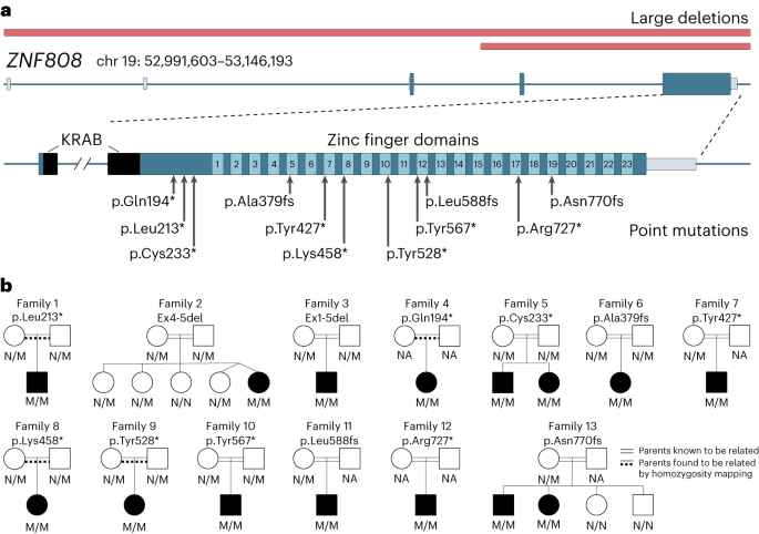 Featured image for "Primate-specific ZNF808: A Crucial Factor in Human Pancreatic Development"
