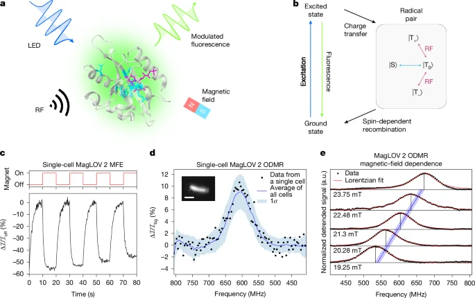 Engineered MagLOV proteins enable in vivo quantum sensing with MRI-like imaging