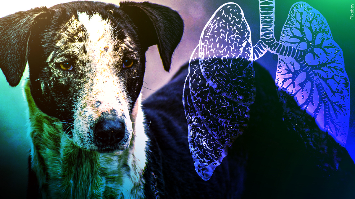 "Rise in Canine Respiratory Infections Sparks Health Advisory"