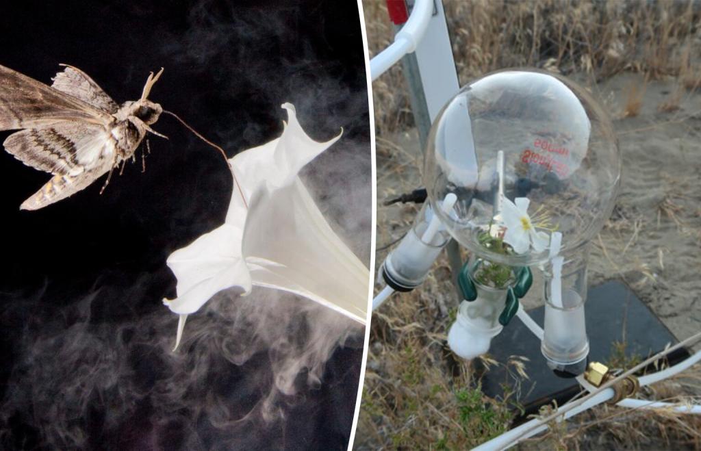 Featured image for The Impact of Air Pollution on Flower Scents and Pollinators