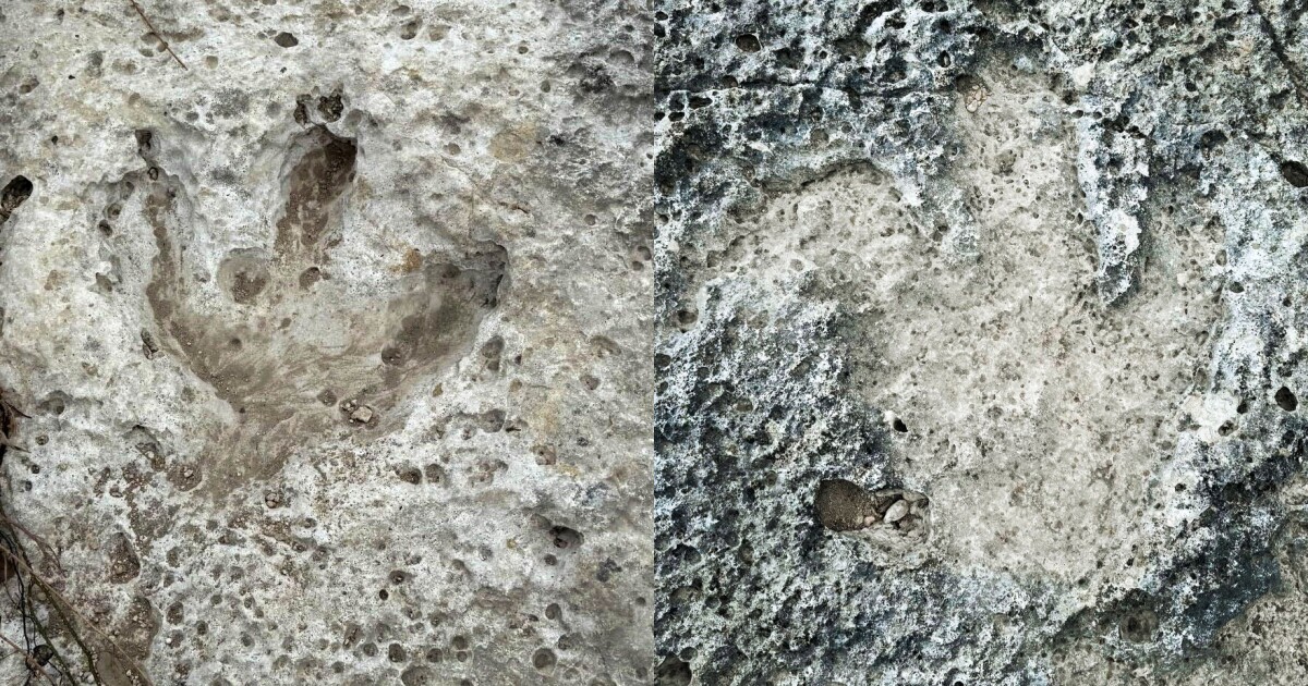 Featured image for Floodwaters Reveal Authentic Dinosaur Tracks in Texas