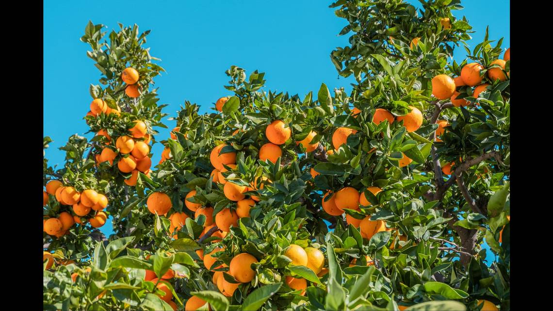 Featured image for California Officials to Strip Fruit from 2,000 Homes to Halt Invasive Fly Spread