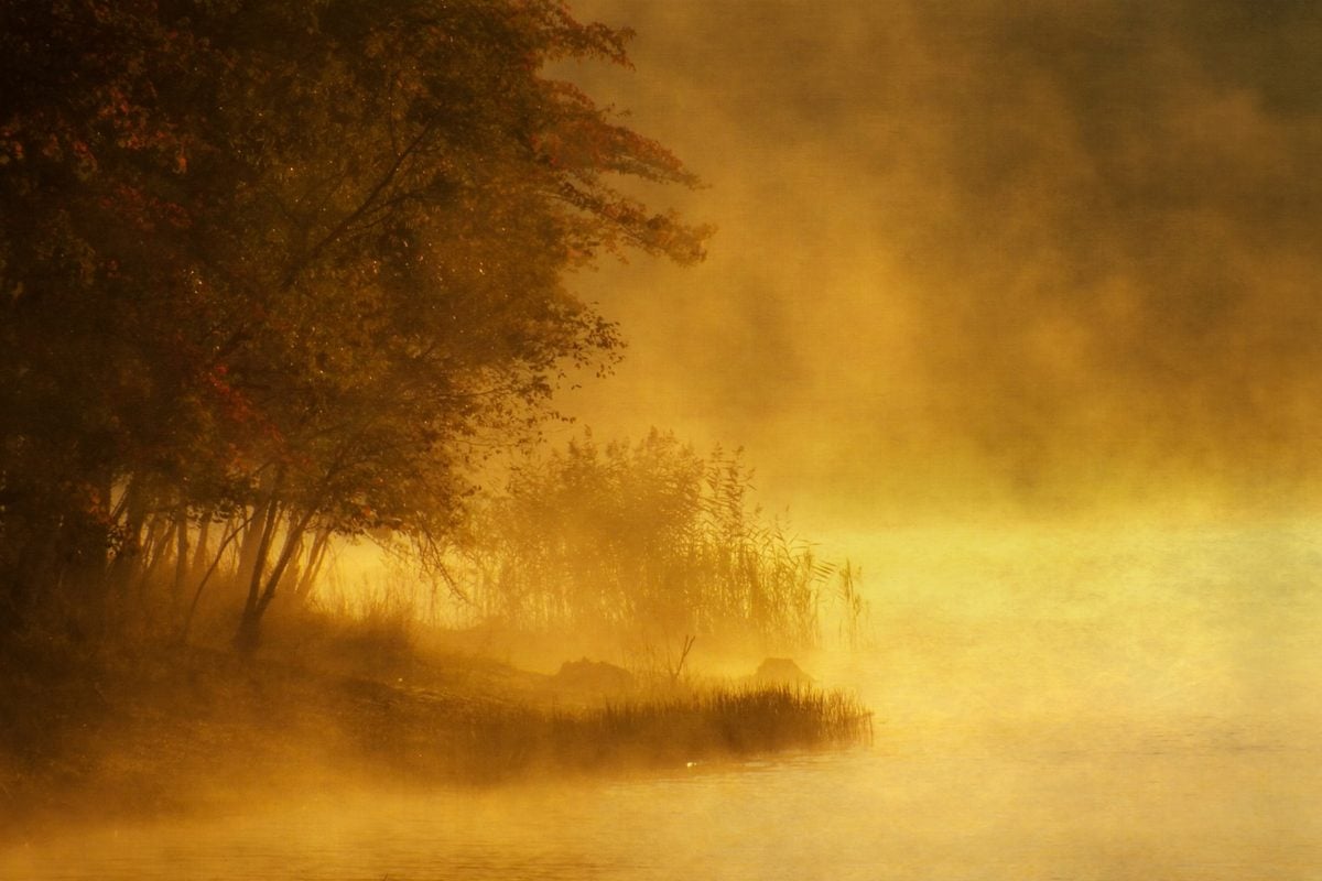 Featured image for Slingshot Spiders: Nature's Precision Hunters on the Misty Riverbanks