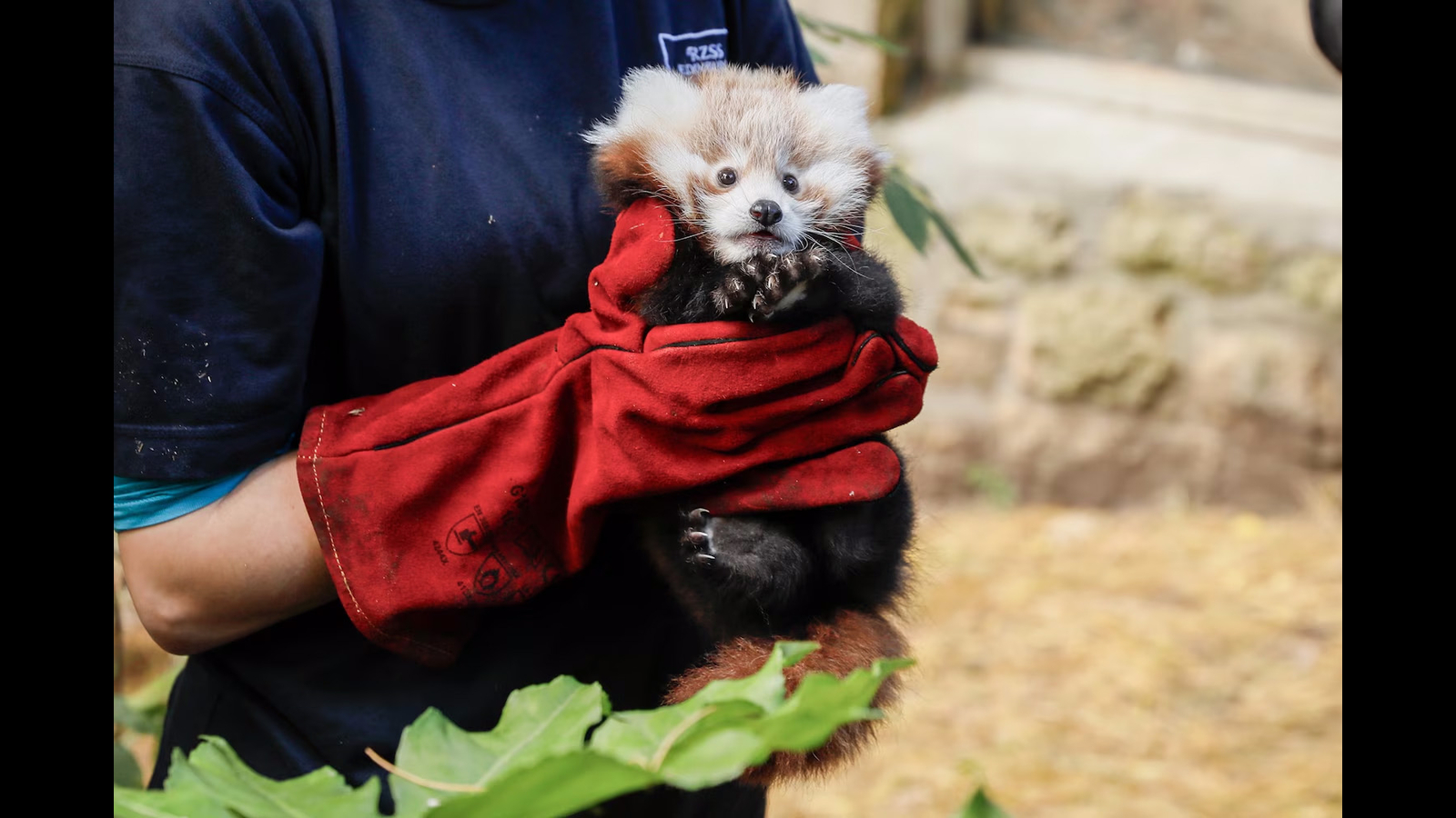 Featured image for Fireworks Blamed for Baby Red Panda's Death at Edinburgh Zoo