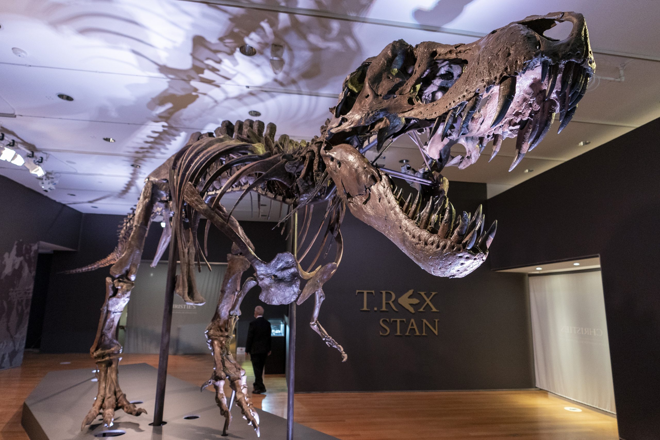 "Uncovering the Mystery: Maine's Lack of Dinosaur Fossils Explained"