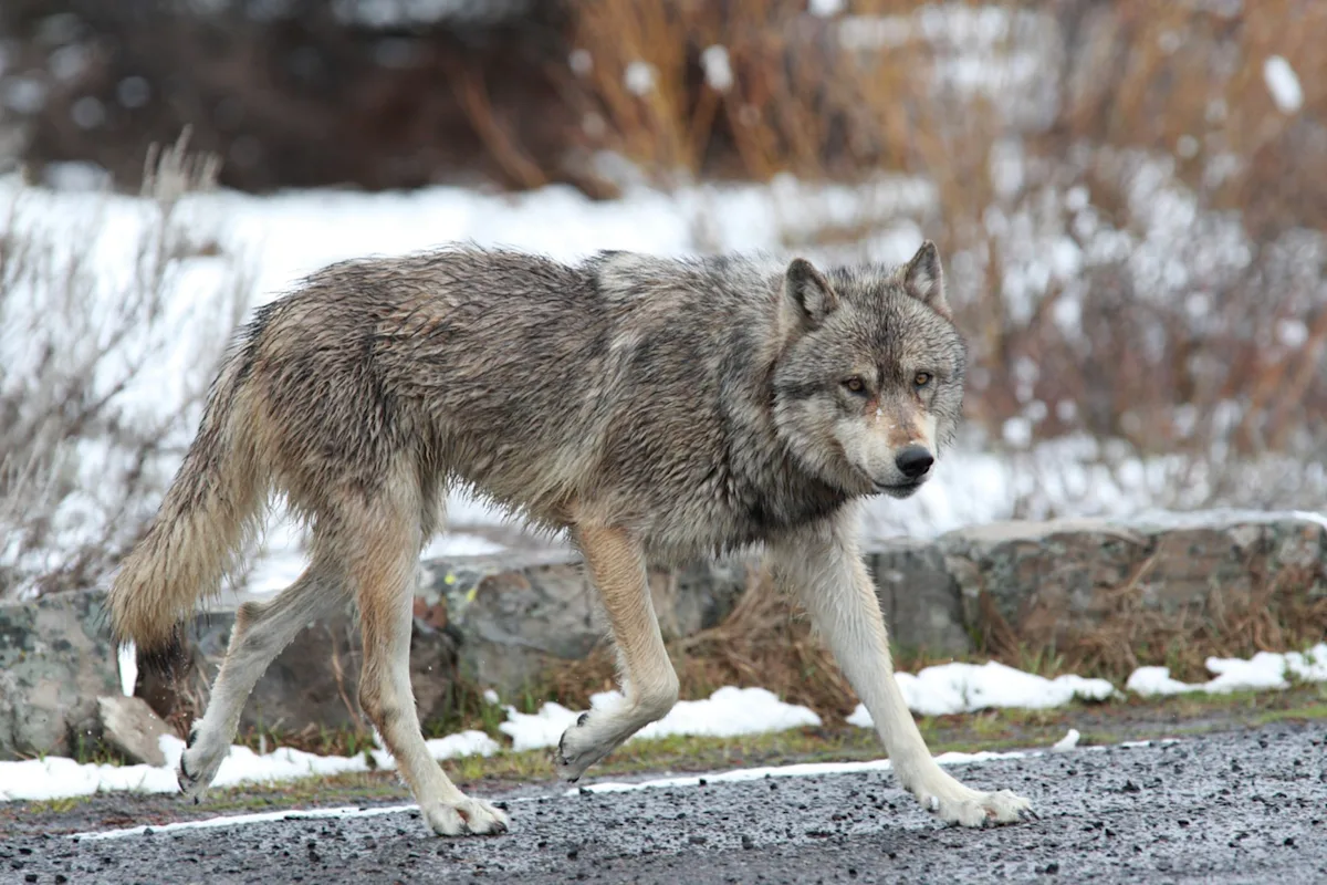 Featured image for Reintroducing apex predators may have unintended negative effects, cautionary conservation lessons