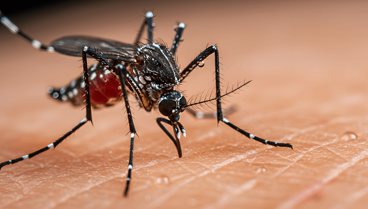 Featured image for Beer Drinkers More Attractive to Mosquitoes, Study Finds