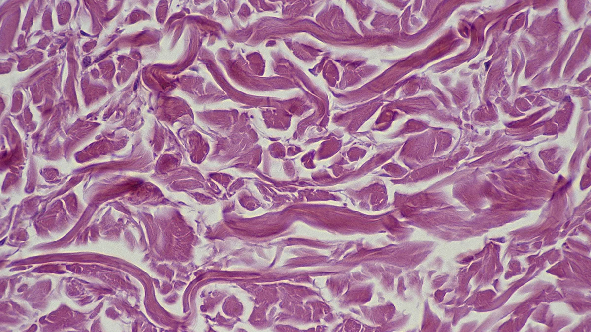 Four Transcription Factors May Rejuvenate Aging Cells