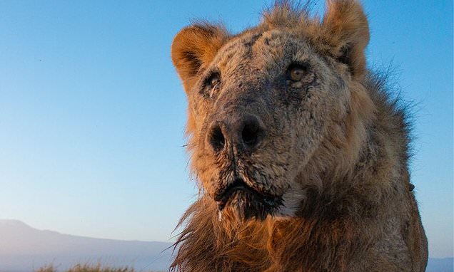 Believed world's oldest wild lion killed by herders in Kenya.