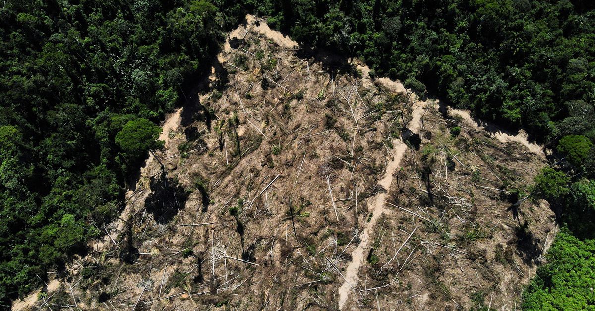 Significant Drop in Deforestation Rates in Brazil's Amazon