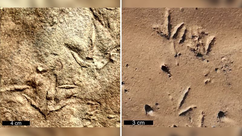Featured image for Ancient Birdlike Footprints Predate Earliest Bird Fossils by 60 Million Years