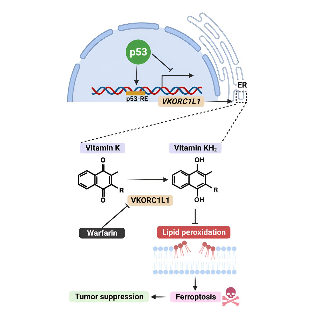 Featured image for "Promising Potential: Blood Thinner Reveals Cancer-Fighting Abilities"